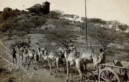 Kolonien Deutsch-Südwestafrika Kamelgespann Foto-Karte I-II Colonies - History