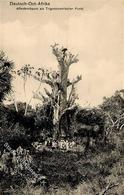 Kolonien Deutsch-Ostafrika Affenbrotbaum Stpl. Morogoro 1.1.08 I-II Colonies - History