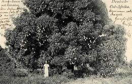 Kolonien Deutsch-Ostafrika Mango Baum Gelaufen Von Usumbura Nach Basel 1907 I-II Colonies - Geschichte