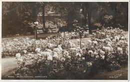 "Roses" Valley Gardens - Harrogate - Harrogate