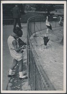 Cca 1934 Kinszki Imre (1901-1945): Kinszki Gábor öt évesen Fotografál Az állatkertben, Jelzés Nélküli Vintage Fotóm?vész - Other & Unclassified