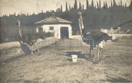 T2/T3 1912 Brijuni, Brioni (Adria); Struccok / Ostriches. Photo (EK) - Unclassified