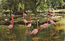 FL - Florida >  NAPLES WEST INDIAN FLAMINGO JUNGLE LARRY S SAFARI - Naples