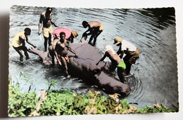 CPSM Chase à L'hippopotame Afrique Africolor N°800 - Flusspferde