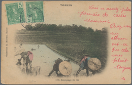 08424 Französisch-Indochina: 1905. Picture Post Card Of 'Planting Rice' Addressed To France Bearing Indo-C - Lettres & Documents