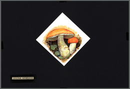 10714 Thematik: Pilze / Mushrooms: 1994, MOLDOVA: Mushrooms Set Of Six Different Original HANDPAINTED ARTW - Funghi