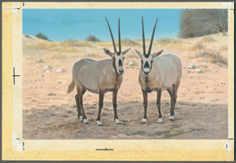 11026 Thematik: Tiere, Fauna / Animals, Fauna: 1982, Bahrain. Artist's Drawing For The Fifth 100f Value Of - Altri & Non Classificati