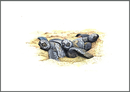 11113 Thematik: Tiere-Schildkröten / Animals-turtles: 1995 (ca.), TURKMENISTAN: Turtles Set Of Four Differ - Tortues