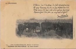 CPA Région Provence Manade De Taureaux Aicard Camargue Non Circulé - Provence-Alpes-Côte D'Azur