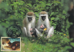 D33639 CARTE MAXIMUM CARD 2007 UNITED NATIONS - GREEN MONKEY CERCOPITHECUS CP ORIGINAL - Affen
