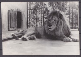 LION  ,  OLD  POSTCARD - Lions