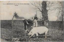 CPA Région Périgord Dordogne Cochon Truffier Pig Truffes Champignon Mushroom Métier Circulé - Autres