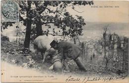 CPA Région Périgord Dordogne Cochon Truffier Pig Truffes Champignon Mushroom Métier Circulé - Otros