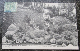 Caledonie Nouvelle Etoiles Et Coraux Peches Sur Les Côtes Caledoniennes  Cpa Timbrée - Nouvelle Calédonie