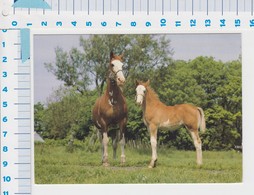 Horse With Foal In The Meadow / Paard Met Veulen In De Weide - Horses