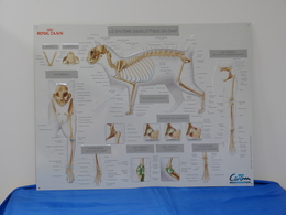 Plaque Métal "ROYAL CANIN" Le Système Squelettique Du Chat - Plaques En Tôle (après 1960)