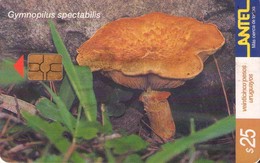 URUGUAY. 160a(a). Setas - FUNGHI. Gymnopilus Spectabilis (Hongo Del Eucaliptus). 01-2001. (078) - Uruguay