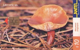 URUGUAY. 157a(b). Setas - Mushrooms - CHAMPIGNONS - FUNGHI. Laccaria Sp. 01-2001. (079) - Uruguay