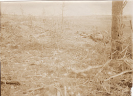 Photo Juin 1915 SOUAIN (Souain-Perthes-Lès-Hurlus, Près Suippes) - Cadavre Au Bois Sabot (A191, Ww1, Wk 1) - Altri Comuni