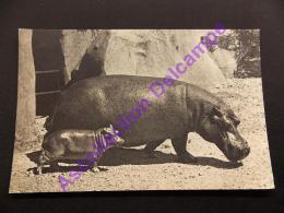 Comité National De L Enfance Hippopotame Et Son Petit - Flusspferde