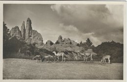 Carl Hagenbeck`s Tierpark, Stellingen - Hamburg. Afrikanische Steppe.   Germany   S-4260 - Stellingen