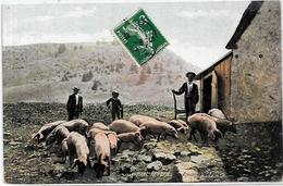 CPA Cochon Pig Métier Circulé Mont Revard Savoie - Cochons