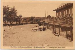 CPA Cochon Pig Métier Non Circulé Breedene Sur Mer Hainaut - Pigs