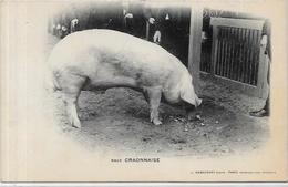 CPA Cochon Pig Métier Non Circulé Race Craonnaise - Varkens