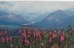 Alaska Range From Eureka Flats With Fireweed In Foreground / CIRC 195? - Fairbanks