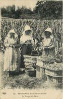 VENDANGE EN CHAMPAGNE  Le Triage Du Raisin - Landbouwers