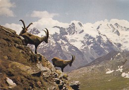 Faune Des Alpes - Altri & Non Classificati