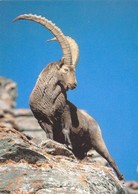 Mountain Goat Steinbock Ibex Bouquetin Stambecco - Escalade