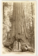 S6993 - Wawona Big Tree - Yosemite