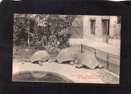 77387     Francia,   Paris,  Au Jardin Des Plantes,  Les Tortues Elephantines,  NV - Schildpadden