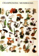 Champignons Mushrooms Comestibles, Nouvelles Images ,photo Gerard Houdoy - Funghi