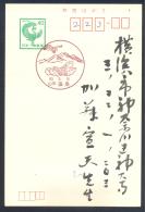 Japan 1963 Card: Fauna Animals Insects Insekt Butterfly Schmetterling Papillon Caterpillar - Other