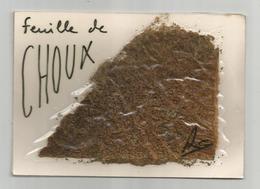 Cpm  Feuille De Choux Ajoutis Création Serein 94 Sucy En Brie - Other & Unclassified