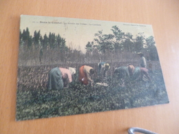 CPA 84 Var Dans Le Comtat La Récolte Des Fraises La Cueillette  BE - Andere & Zonder Classificatie