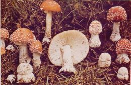 D4043- MUSHROOMS - Mushrooms