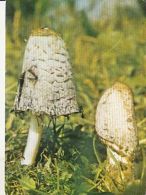 D4044- MUSHROOMS - Mushrooms