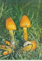 D4046- MUSHROOMS - Mushrooms