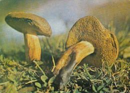 D4047- MUSHROOMS - Mushrooms