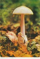 D4049- MUSHROOMS - Mushrooms