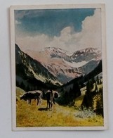 VACHE/COW-BILD NR.180-RAMSES JASMATZI CIGARETTENFABRIK DRESDEN, CIGARETTES CARD - Autres & Non Classés