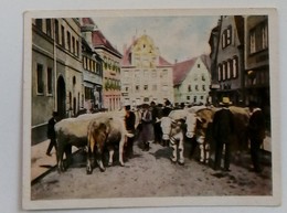 VACHE/COW-BILD NR.144-RAMSES JASMATZI CIGARETTENFABRIK DRESDEN, CIGARETTES CARD - Autres & Non Classés