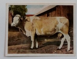 VACHE/COW-BILD NR.182-RAMSES JASMATZI CIGARETTENFABRIK DRESDEN, CIGARETTES CARD - Autres & Non Classés
