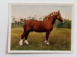 HORSE/CHEVAL-BILD NR.31-RAMSES JASMATZI CIGARETTENFABRIK DRESDEN, CIGARETTES CARD - Autres & Non Classés