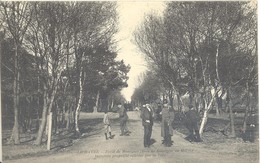 Le Havre - Forêt De Montjeon (Bois De Boulogne Du Havre) - Forêt De Montgeon