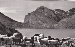 Leukerbad-Kandersteg, Daubensee Am Gemmipass, Mit Schafen. Brebis - Steg