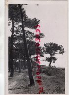 85- ILE DE NOIRMOUTIER- LE BOIS DES SABLEAUX -  CARTE PHOTO - Ile De Noirmoutier